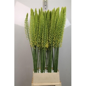 Eremurus Yellow Cleo