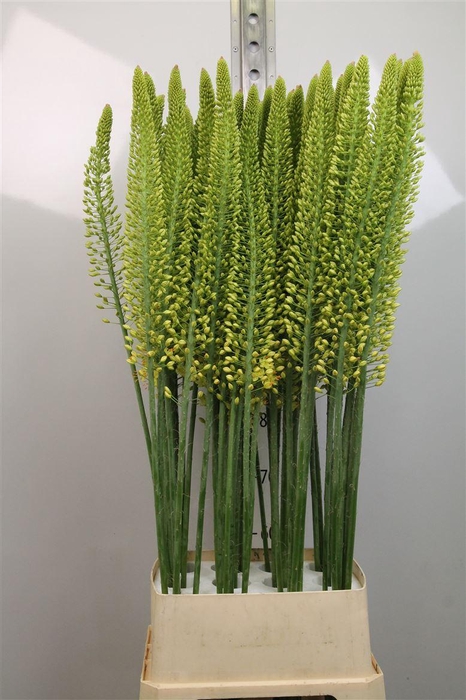 <h4>Eremurus Yellow Cleo</h4>