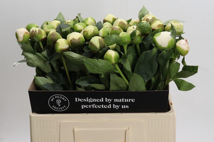 <h4>Paeonia Bridal Gown</h4>