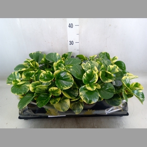 Peperomia