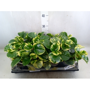 Peperomia