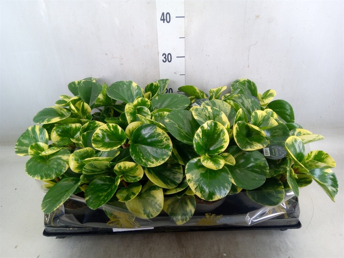 <h4>Peperomia</h4>