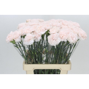 Dianthus St Signorelli
