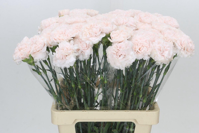 <h4>Dianthus St Signorelli</h4>