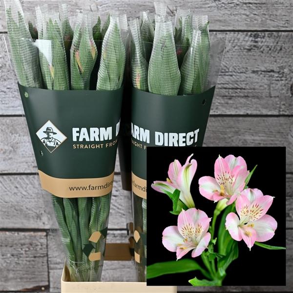 <h4>ALSTRO DUBAI 70GR</h4>