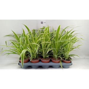 Chlorophytum com.