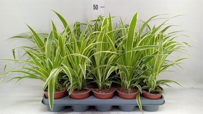 <h4>Chlorophytum com.</h4>