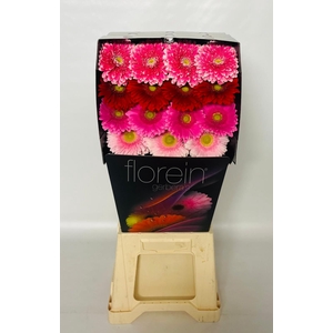 Gerbera Mix 4 kleuren Diamond