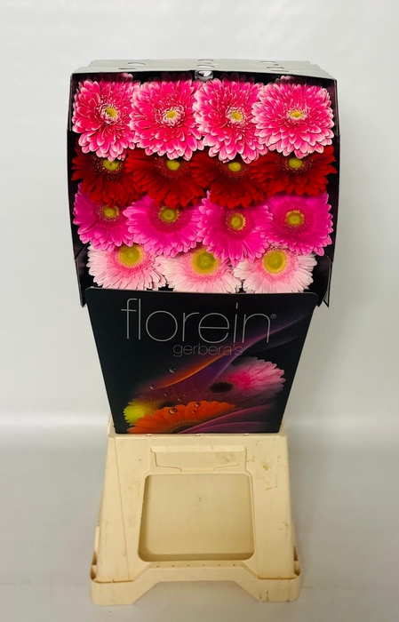 <h4>Gerbera Mix 4 kleuren Diamond</h4>