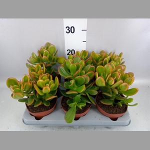 Crassula ovata 'Sunset'