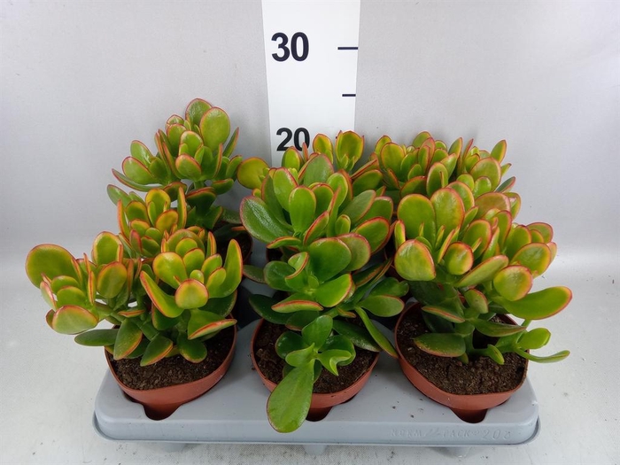<h4>Crassula ovata 'Sunset'</h4>