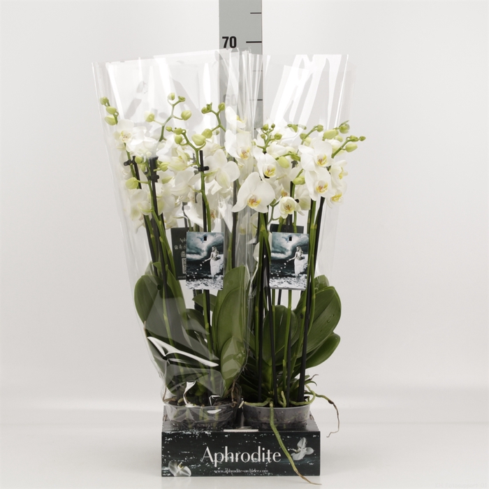 <h4>Phalaenopsis   ...white</h4>