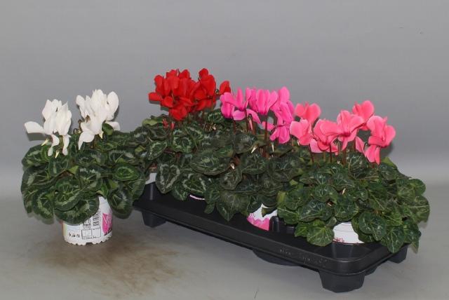 <h4>CYCL GR SUP XL</h4>