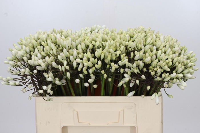 <h4>Agapanthus Barcelona</h4>