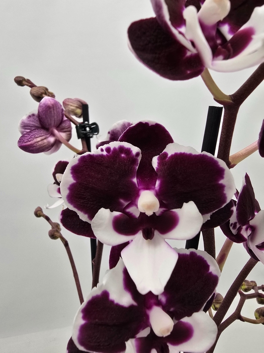 <h4>Limited 45 week 8</h4>