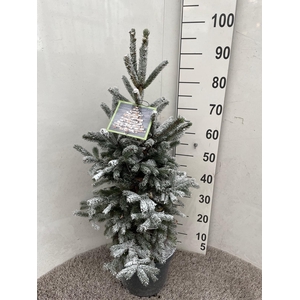 PICEA GL SUPER GREEN