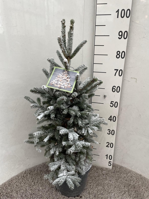 <h4>PICEA GL SUPER GREEN</h4>