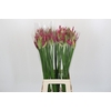 Nerine Katjana