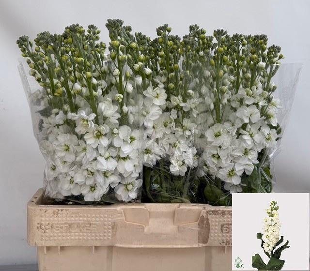 <h4>MATTH AIDA WHITE</h4>