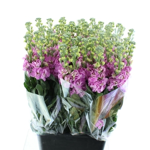 Matth Incana Iron Pink