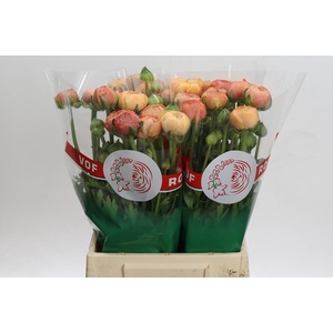 Ranunculus asiaticus 'Aazur Salmon'