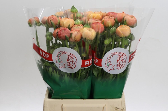 <h4>Ranunculus asiaticus 'Aazur Salmon'</h4>