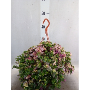 Tradescantia flum. 'Quadricolor'