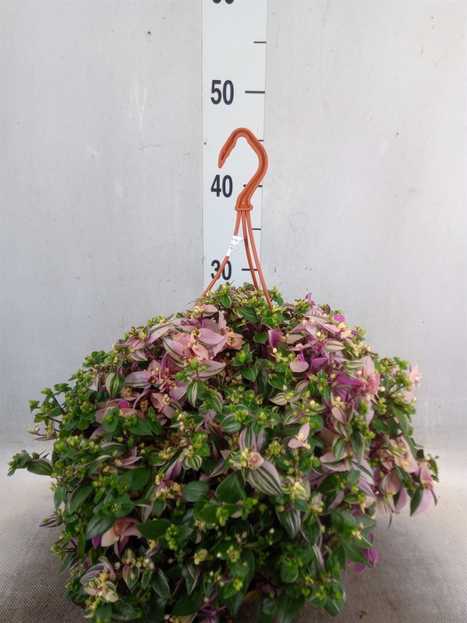 <h4>Tradescantia flum. 'Quadricolor'</h4>