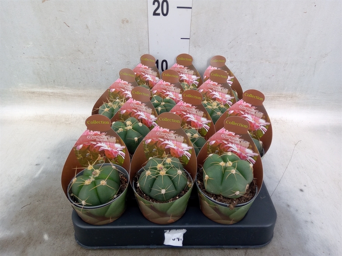 <h4>Cactus   ...</h4>