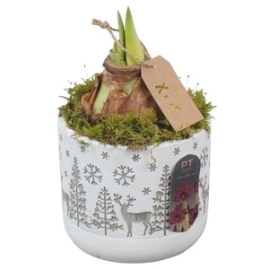 PTACH2525 Arrangementen Kerst