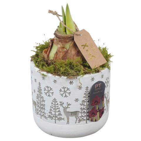 <h4>PTACH2525 Arrangementen Kerst</h4>