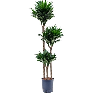 Dracaena fragrans 'Compacta'