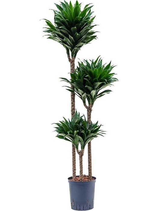 <h4>Dracaena fragrans 'Compacta'</h4>