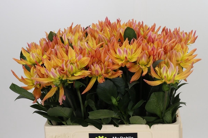 <h4>Dahlia Karma Corona</h4>