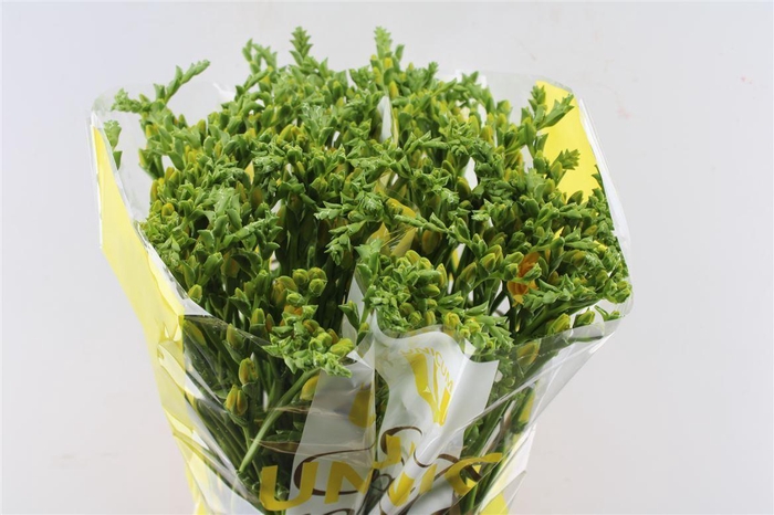 <h4>Fr Du Marseille Yellow / Creme</h4>