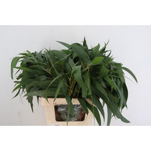 EUC VICTORIA LANCET RND x5