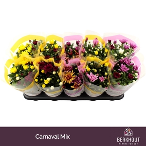 Chrysanthemum   ..mix/pot