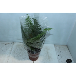ASPLENIUM PARVATI P17