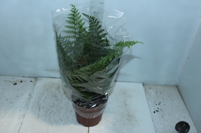 <h4>ASPLENIUM PARVATI P17</h4>