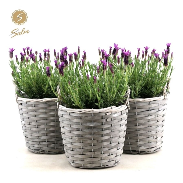 <h4>Lavandula st. 'Anouk'® Collection P19 in Basket</h4>