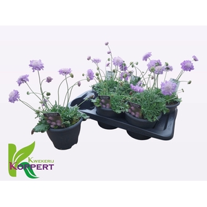 SCAB CO BUTTERFLY BL