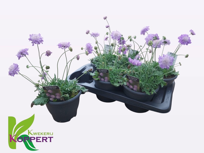 <h4>SCAB CO BUTTERFLY BL</h4>