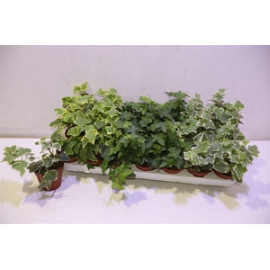 arr8 Hed He Gem 3 Srt