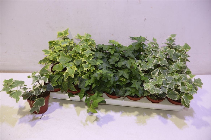 <h4>arr8 Hed He Gem 3 Srt</h4>