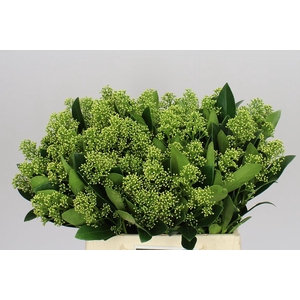 Skimmia J Magical Finchy