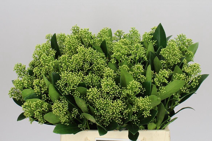 <h4>Skimmia J Magical Finchy</h4>