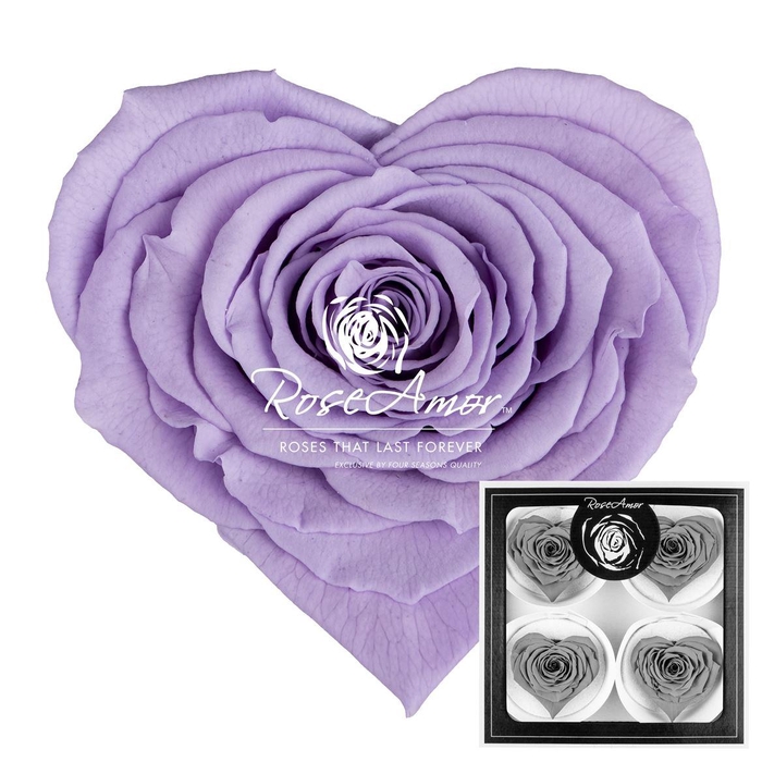 <h4>Corazon Bella Vio03</h4>