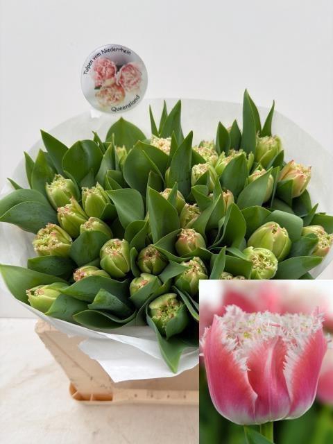 <h4>TU GEFR QUEENSLAND</h4>