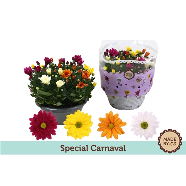 <h4>Chrysant Carnaval</h4>