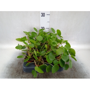 Pilea peperomoides